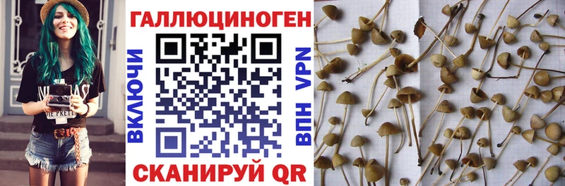 Псилоцибиновые грибы Psilocybe купить закладку Советск